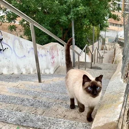 Cosy Modern House - Center - Old Town 别墅 阿尔布费拉